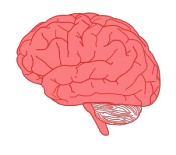 brain